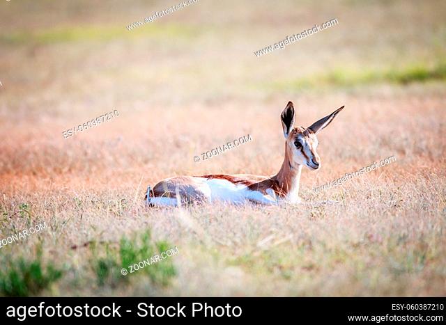 Baby Springbok laying in the grass in the Kgalagadi Transfrontier Park, South Africa