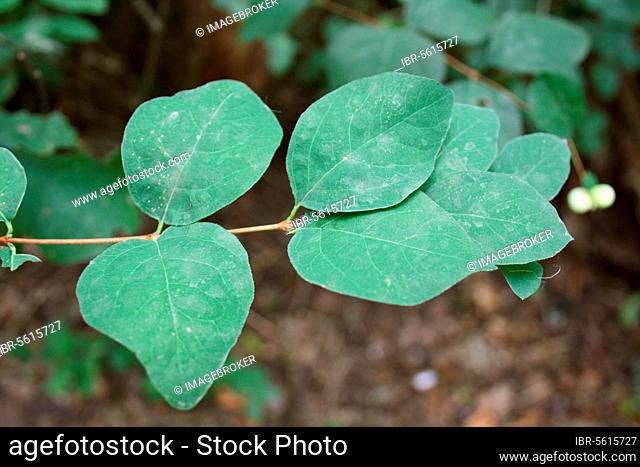 Common Snowberry (Symphoricarpos albus) introduced species, close-up of leaves, in deciduous woodland, Suffolk, England, United Kingdom, Europe
