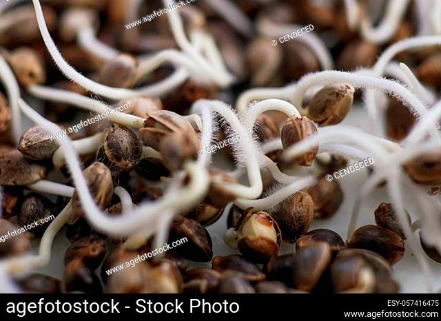 Many sprouting cannabis seeds. Root on a white background. Marijuana seeds. Sale of cannabis seeds. Hovering Hemp. close-up macro