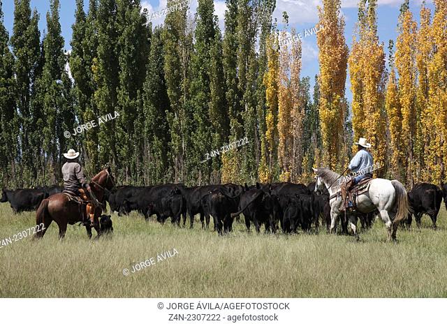 Beefmaster cattle, Chihuahua, Mexico