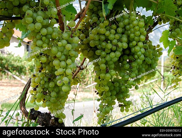 white grapes for wine production in Italy