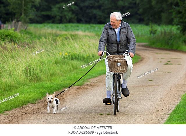 Jack Russell Terrier, walking next to bike / bicycle, on leash