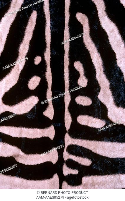 Burchell's Zebra: Patterns (Equus burchelli)