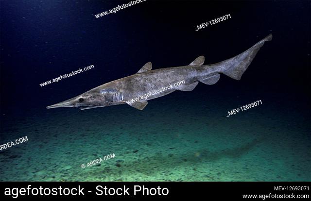 Mitsukurina owstoni, Goblin shark, swimming. It\'a a rare species of deep-sea shark. Sometimes called a living fossil, it is the only representative of the...