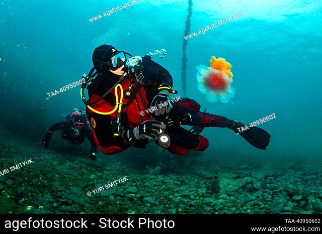 VLADIVOSTOK, RUSSIA - AUGUST 4, 2020: A scuba diver looks at a lion's mane jellyfish in the Peter the Great Gulf of the Sea of Japan