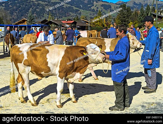 Swiss Fleckvieh, presentation of a young bull at the stock show of the cattle breeding cooperative, Lauenen, canton of Bern, Switzerland