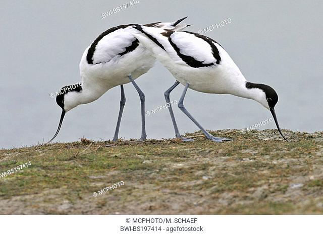 pied avocet (Recurvirostra avosetta), searching food, Netherlands, Texel