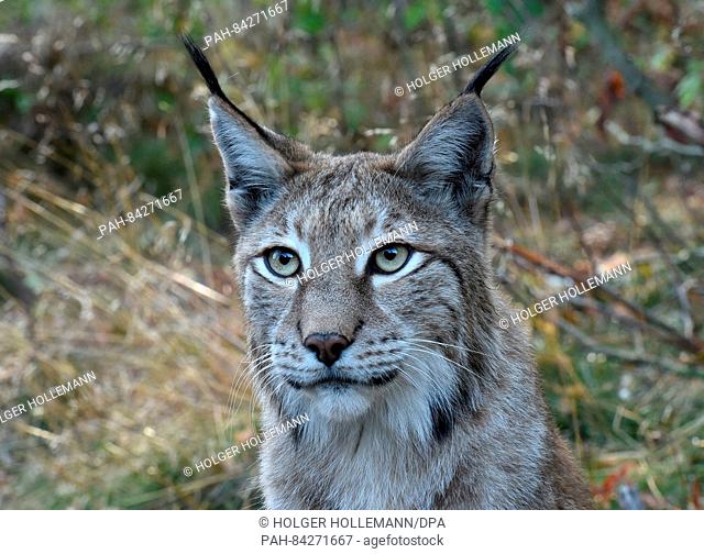 A lynx inside the lynx enclosure at Rabenklippe near Bad Harzburg in the Harz range, Germany, 08 September 2016. Photo: Holger Holleman/dpa | usage worldwide