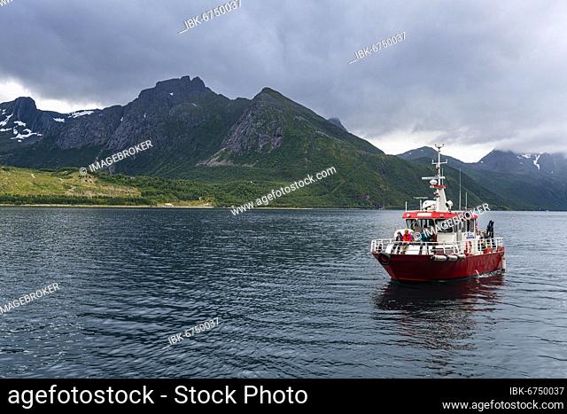 Little ferry bringing tourists to Svartisen glacier, Kystriksveien Coastal Road, Norway, Europe
