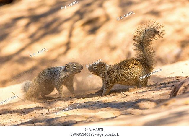 rock squirrel (Citellus variegatus, Spermophilus variegatus ), two males fighting in the sand of a river shore, USA, Arizona, Sonoran, Phoenix