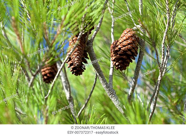 Close-up pine cones on the tree