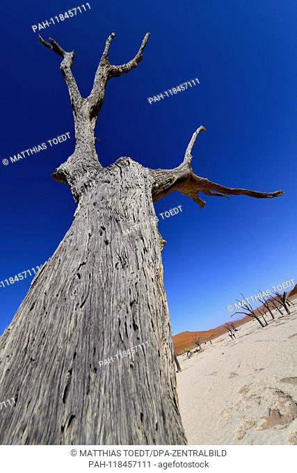 Trunk of a dead acacia in Dead Vlei, taken on 01.03.2019. The Dead Vlei is a dry, surrounded by tall dune clay pan with numerous dead acacia trees in the Namib...