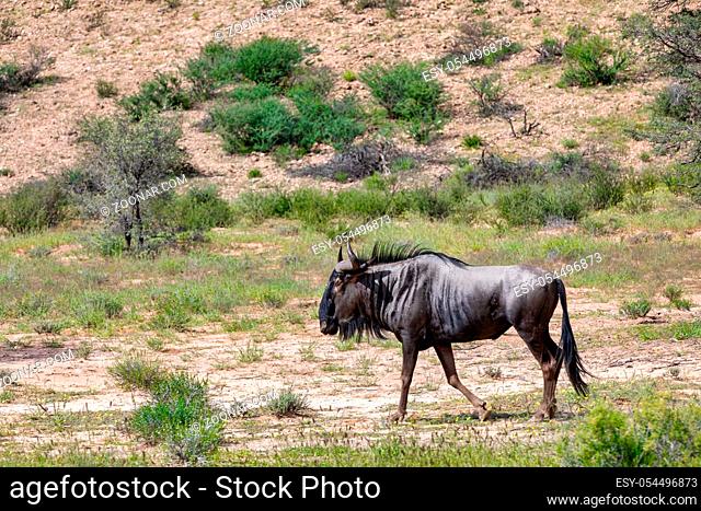 wild Blue Wildebeest Gnu in Kalahari, green desert after rain season. Kalahari Transfrontier Park, South Africa wildlife safari