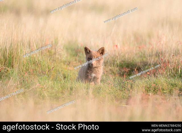 ALLROUNDERWildlife photographer Kathy Wade captured the adorable moment this young Kit fox stood close to its mother soon after leaving its den early in the...
