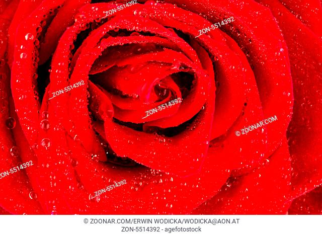 Eine rote Rose mit Tropfen aus Wasser auf der Blüte