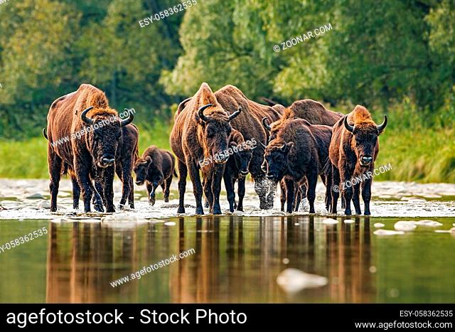 Numerous herd of european bison, bison bonasus, crossing a river. Majestic wild animals splashing water. Dynamic wildlife scene with endangered mammal species...
