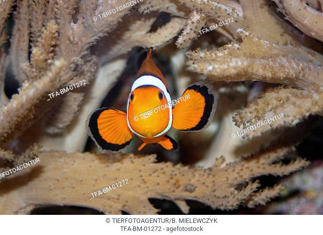 anemone clown fish