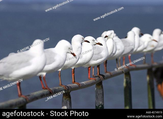 Red-billed herring gull (Larus novaehollandiae). Australia. . They are found in all Australian states, where it is quite common