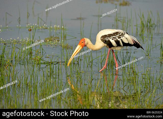 Painted painted stork (Mycteria leucocephala), adult, running in shallow water, Yala N. P. Sri Lanka