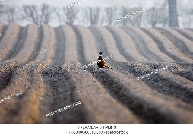 Common Pheasant Phasianus colchicus adult male, standing in cultivated arable field, Holt, Norfolk, England, winter
