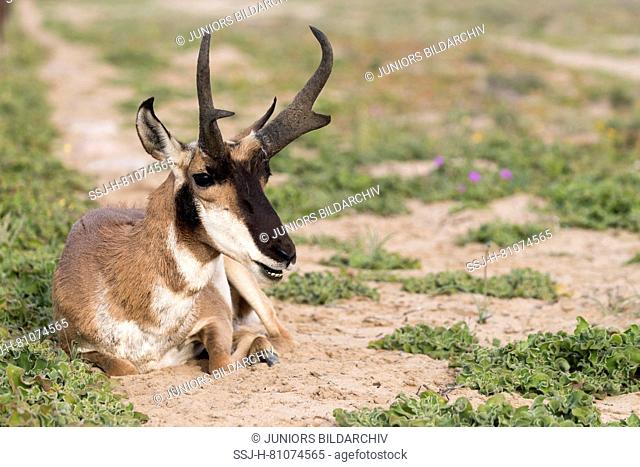 Baja California Pronghorn (Antilocapa americana peninsularis). Adult male lying in semi-desert. The wild population is estimated at 200