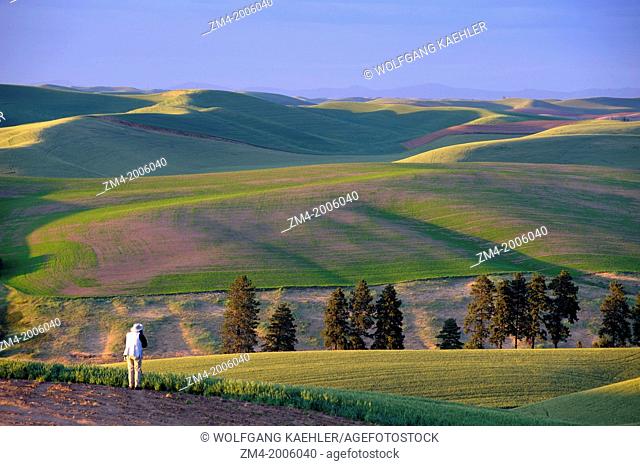 USA, WASHINGTON STATE, PALOUSE COUNTRY NEAR PULLMAN, VIEW OF ROLLING HILLS, FIELDS IN EVENING LIGHT WITH MAN PHOTOGRAPHING