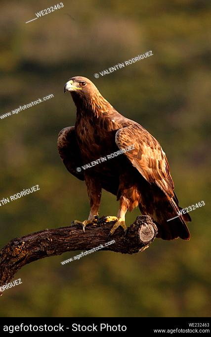 Golden eagle (Aquila chrysaetos) in the Sierra Calderona. Valencia