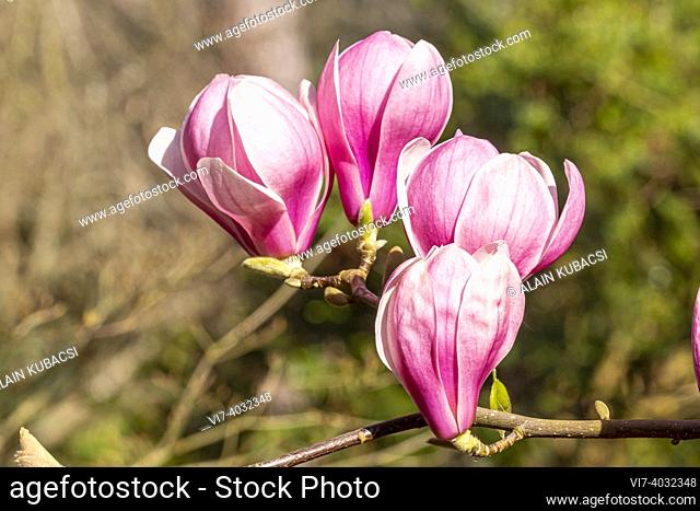 Magnolia denudata 'Forrest's Pink'