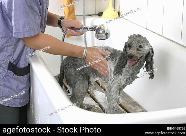Toy Poodle, silver, being showered, dwarf poodle, silver, being showered, shampoo being rinsed out, shower, dog groomer, dog grooming, inside, bathtub, bathtub