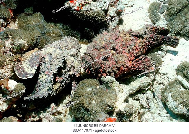 Reef stonefish, Two Stonefishes, Synanceia verrucosa