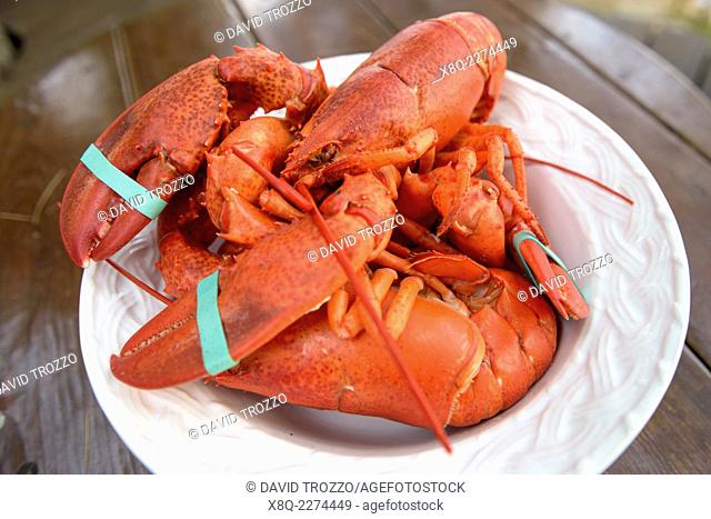Fresh steamed Maine lobster ready to crack open and eat, Bar Harbor, Maine, USA