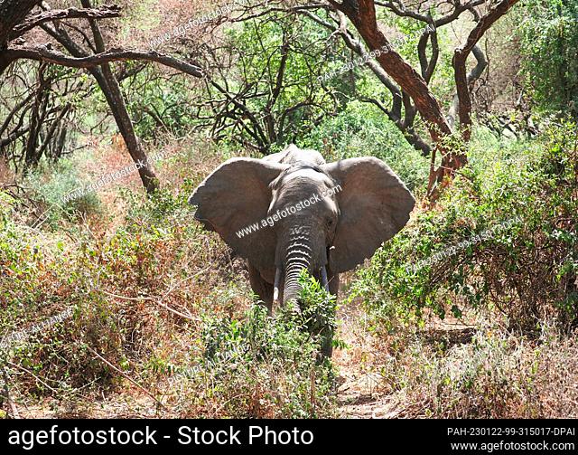 23 September 2022, Tanzania, Mto Wa Mbu: An African elephant (Loxodonta africana) walks between bushes in Lake Manyara National Park with its ears erect