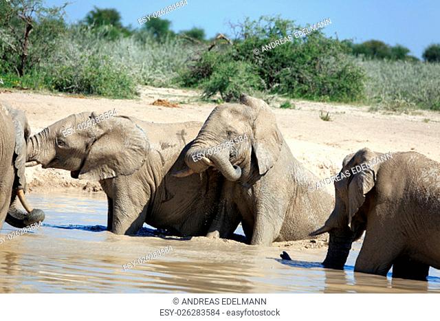 elephants at waterhole
