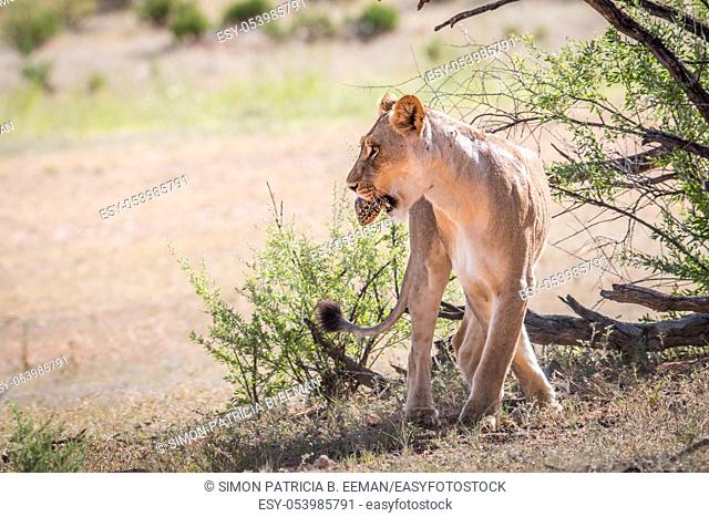Lioness with a Leopard tortoise in her mouth in the Kgalagadi Transfrontier Park, South Africa