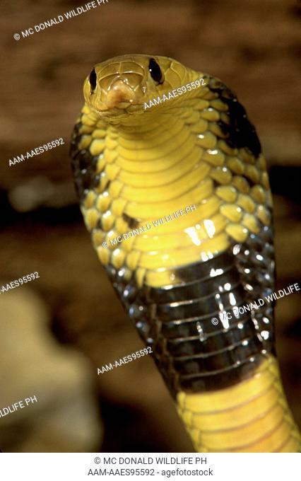 Egyptian Banded Cobra (Naja haje annulifera) Hooding Display