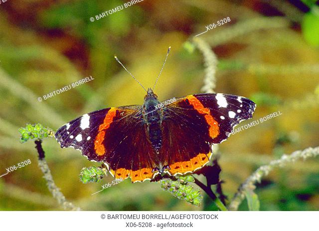 Red Admiral butterfly (Vanessa atalanta)