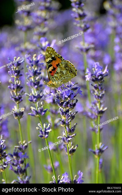 Thistle butterfly on lavender flower