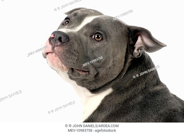 Dog - Staffordshire Bull Terrier head & shoulders