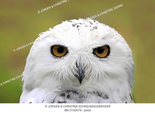 Snowy Owl (Bubo scandiacus), portrait, captive, Hesse, Germany