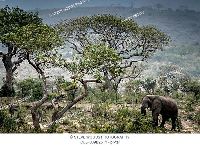 Wild African Elephant eating leaves, Hluhluwe-Imfolozi Park, South Africa