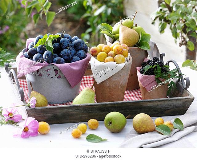 Still life with plums, mirabelles, pears and blackberries