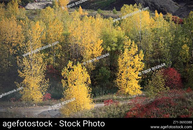 Canada, Quebec, Montreal, Parc Frédéric-Back, autumn colors,