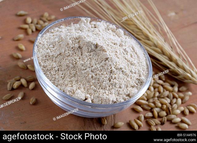 Barley grains and bowl of Sonam's Tampa, two-line barley (Hordeum distichon), grains and bowl with Sonam's Tsampa, inside, studio, indoor, Tibetan staple