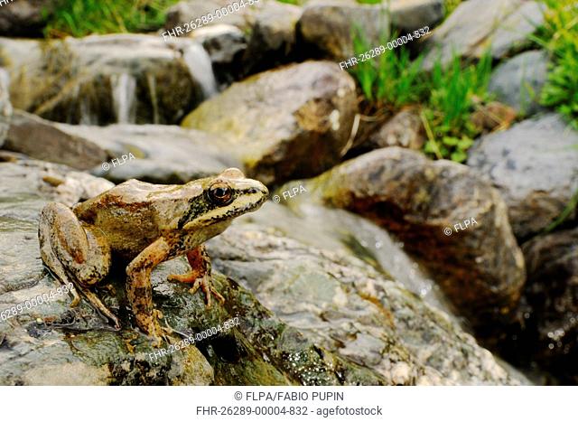 Pyrenean Frog Rana pyrenaica adult, sitting on rock beside mountain valley stream, Ordesa Valley, Ordesa y Monte Perdido N P , Pyrenees, Aragon, Spain, june
