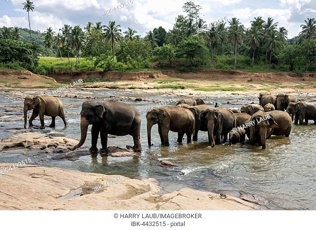 Asian or Asiatic elephants (Elephas maximus), herd bathing in Maha Oya River, Pinnawala Elephants Orphanage, Pinnawala, Central Province, Sri Lanka