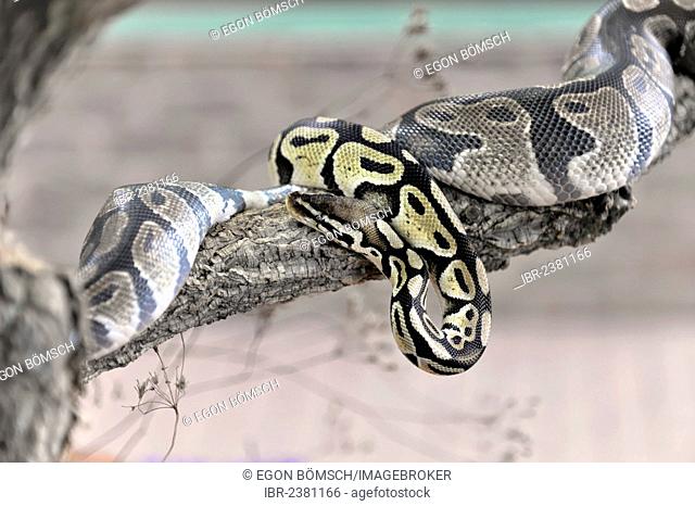 Ball Python or Royal Python (Python regius), native to West Africa, Terrazoo, North Rhine-Westphalia, Germany, Europe