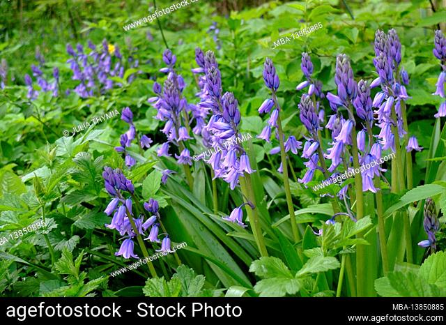 The hare bell (Hyacinthoides) in the spring garden