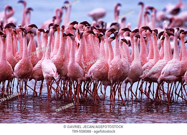 AFRICA, Kenya, Lake Nakuru Lesser Flamingo - Phoeniconaias minor