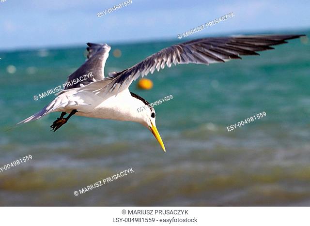 Sea Gull in Australia