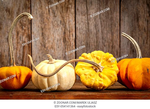 ornamental gourds against rustic wood - fall holidays decoration